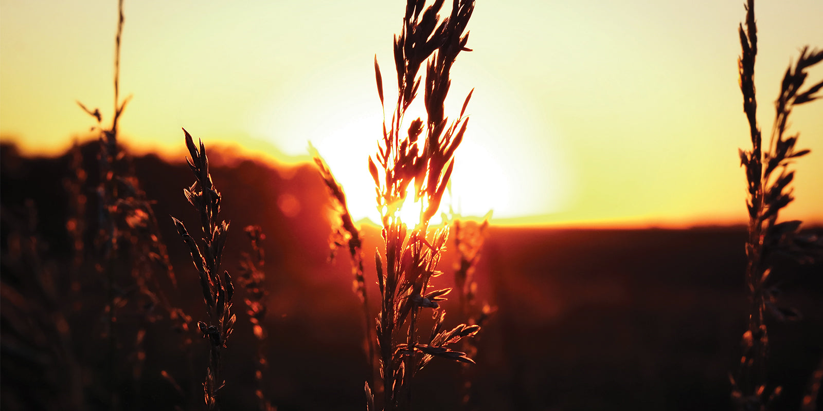 A Language Without Words